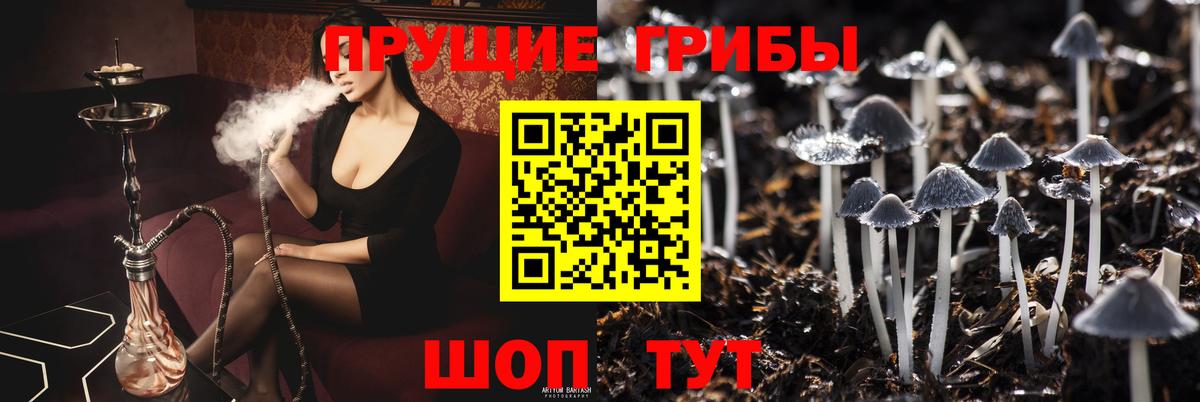 Александров  Галлюциногенные грибы MAGIC MUSHROOMS  Вход с VPN 